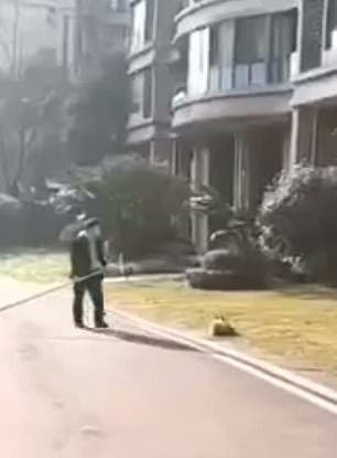 Des policiers tuent des chiens en pleine rue