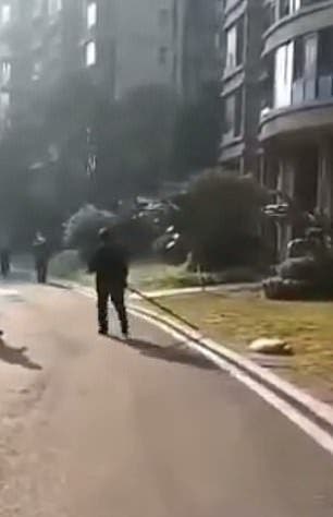 Des policiers tuent des chiens en pleine rue