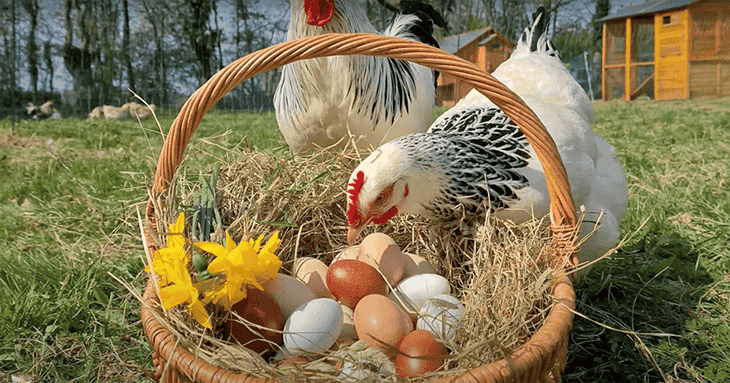 pollos y huevos