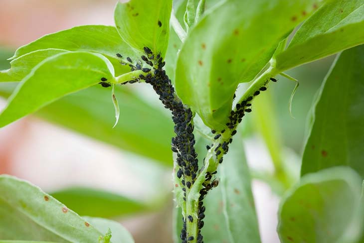 Aphids on plants