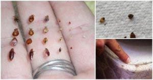 Des punaises et des bactéries se cachent dans votre lit : voilà comment les éliminer sans produits chimiques