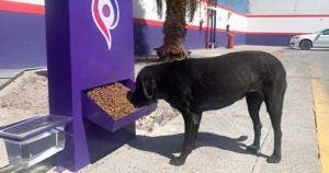 Des stations-service installent des distributeurs d'eau et de nourriture pour les chiens errants