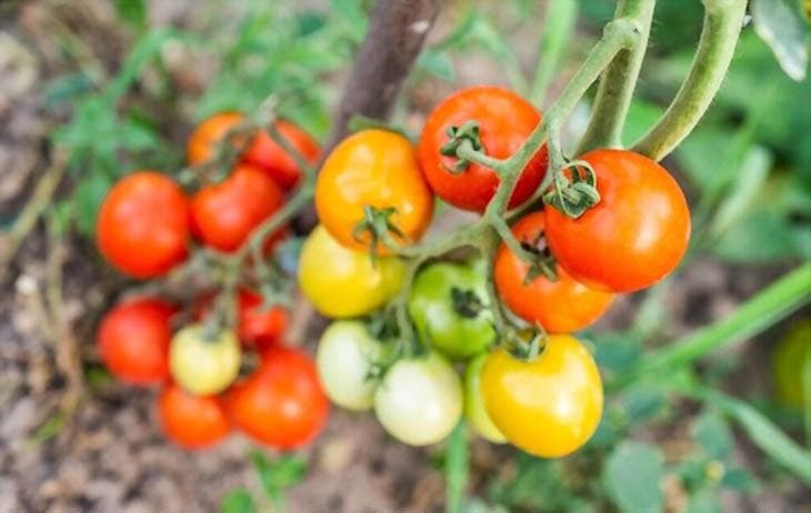 Tomates que crecen en el huerto