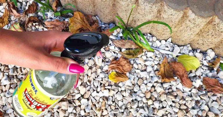 Outil De Désherbage Manuel Réglable Pour Désherber Les Fissures Et Les Fentes