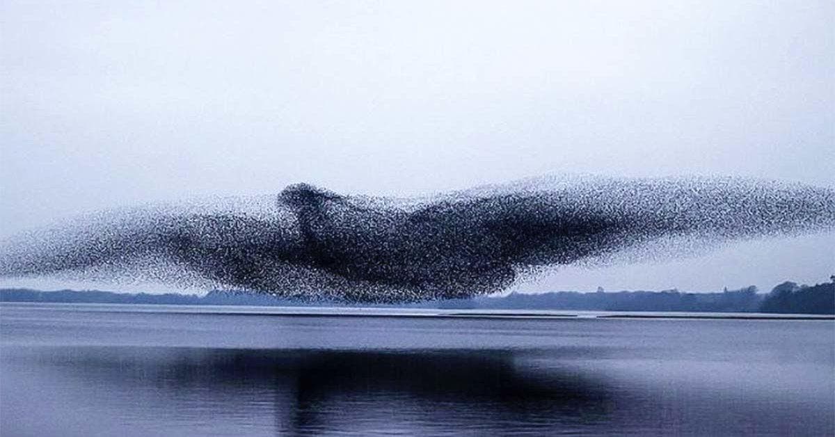 Deux photographes ont capturé le moment époustouflant où une volée d'étourneaux forme un oiseau massif au-dessus d'un lac
