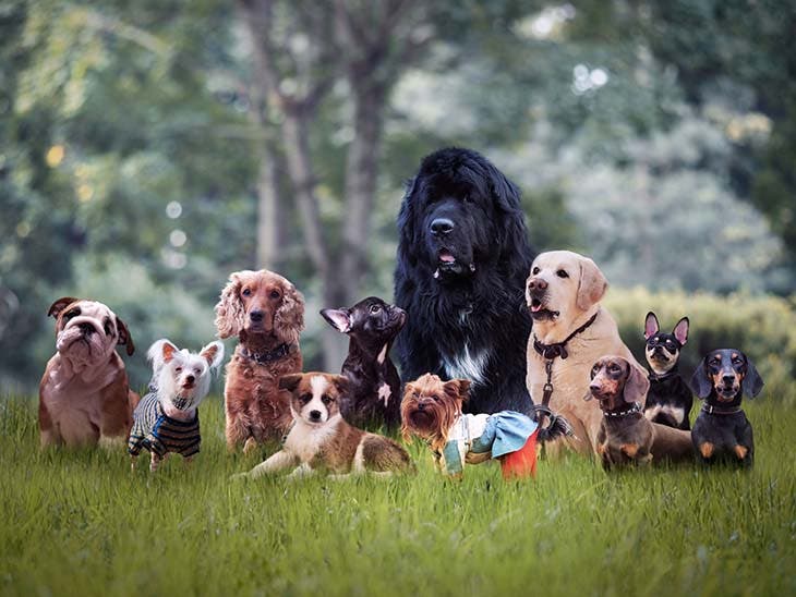 Différentes races de chiens