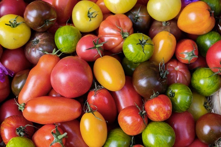 Different varieties of tomatoes