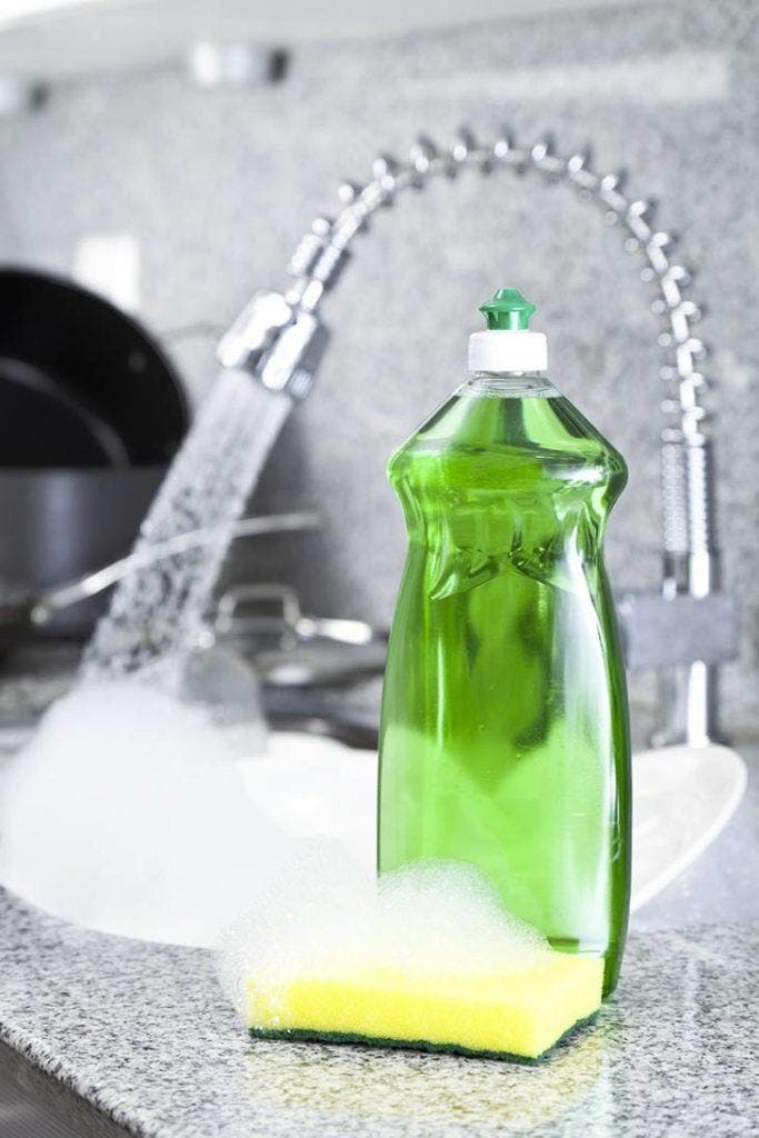 14 Home Remedies For Flying Ants To Get Rid Of Them Archyde