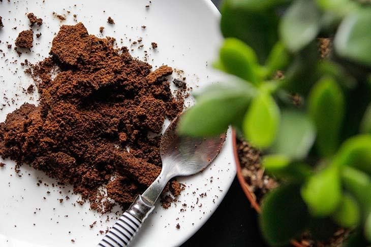 Café molido para alimentar las plantas