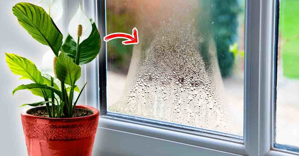 Eliminez la condensation grace a ces 4 plantes dinterieur_