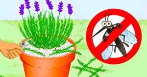 Éloigner les insectes de la maison grâce à ces 3 plantes répulsives001