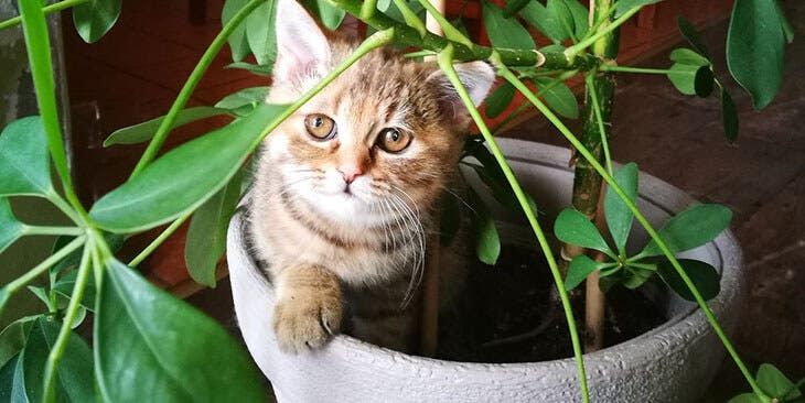 Eloignez les chats des plantes