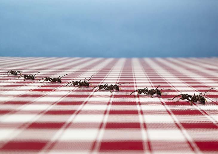 Mantén alejadas a las hormigas