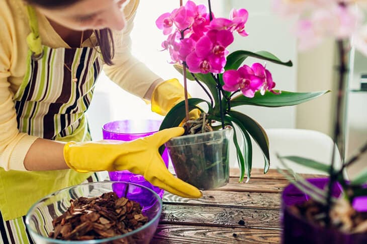 Entretien d’un orchidée Entretien d’un orchidée
