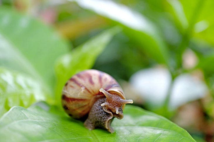 Snail on the foliage of a plant.
