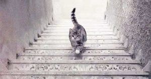 Est-ce que le chat descend ou monte les escaliers final