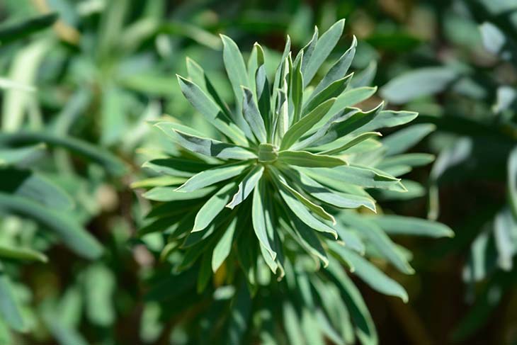 Euforbia Characias