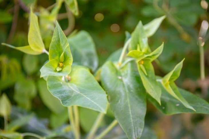Euphorbia lathyris.