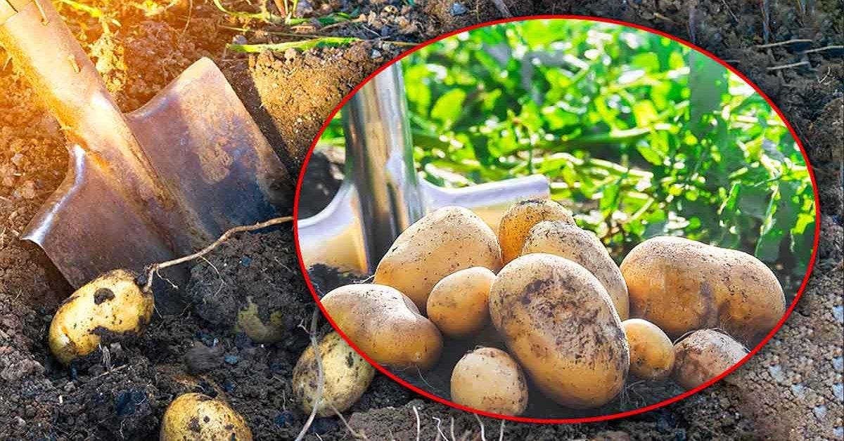 What plants and vegetables should not be planted next to the potato