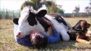 Faire des câlins à une vache est la nouvelle mode des gens qui veulent déstresser