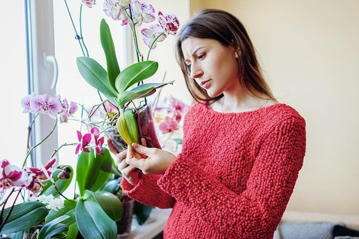 Frau prüft eine Orchidee