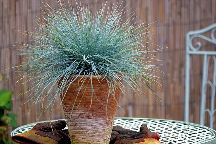 festuca azul