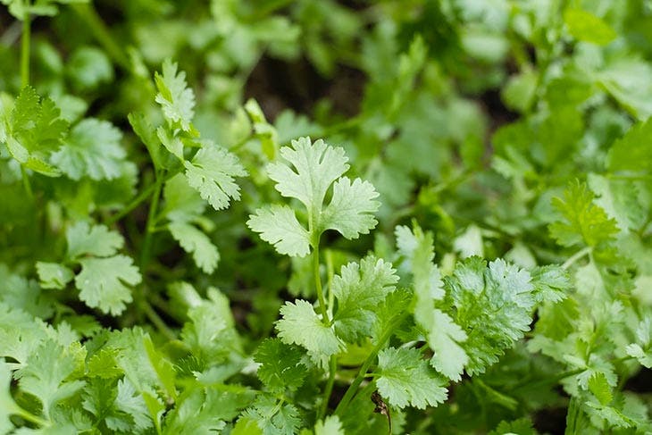 hojas de cilantro