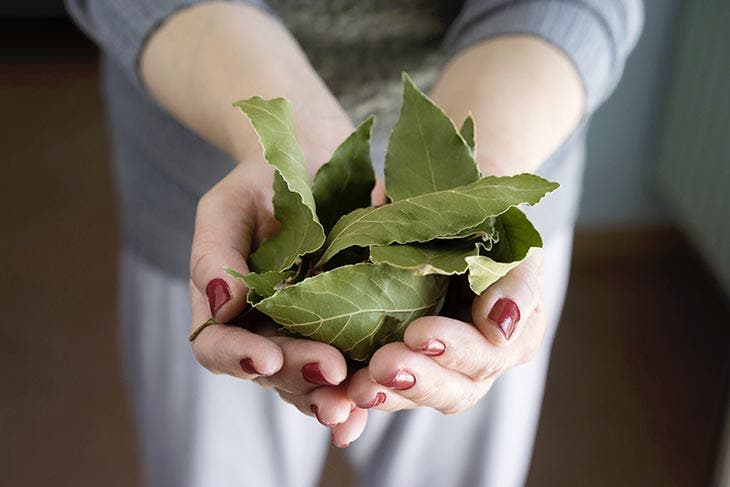 hojas de laurel