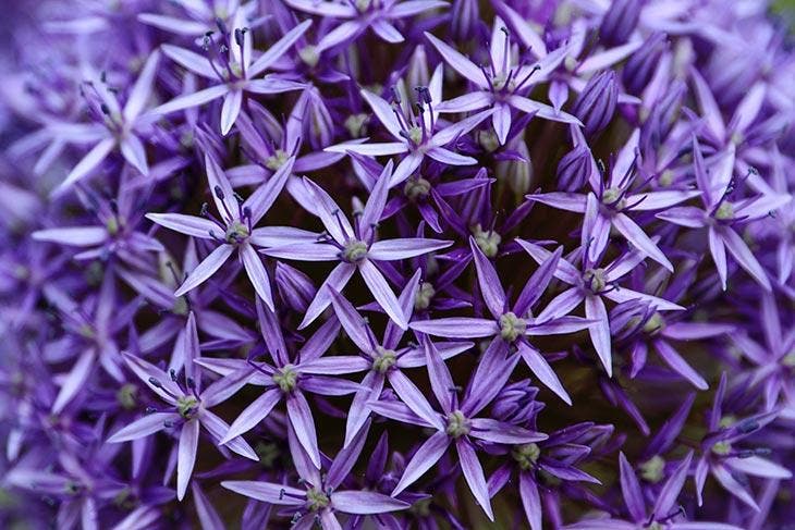 hojas de lavanda