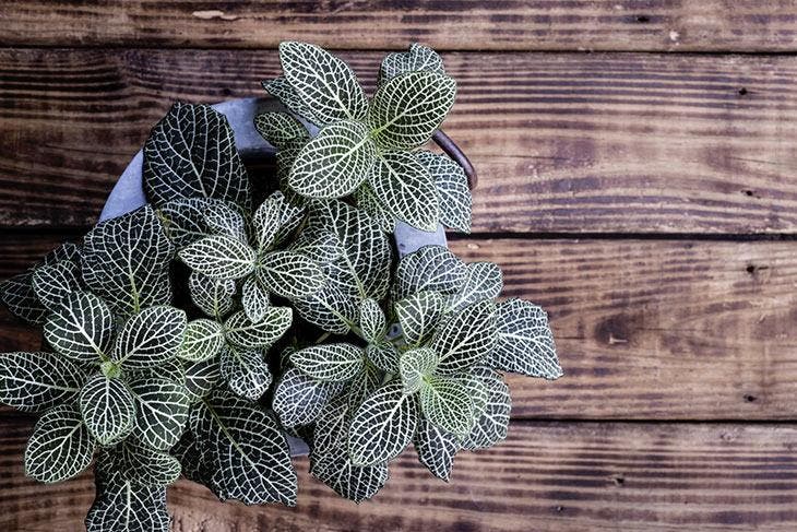 fittonia