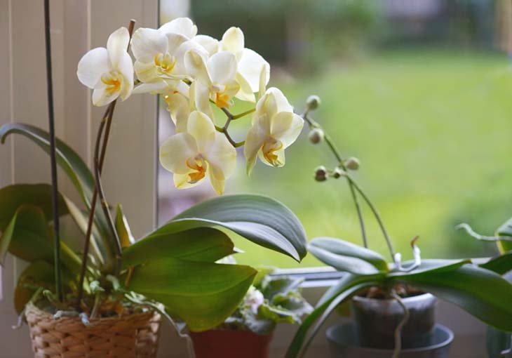 Flor de orquídea cerca de la ventana