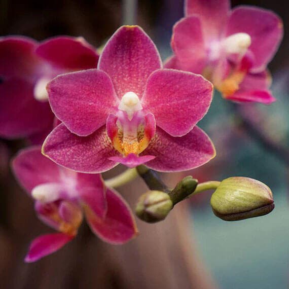 Orkide çiçeği