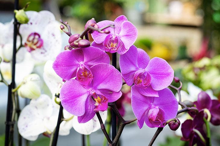 květy orchidejí