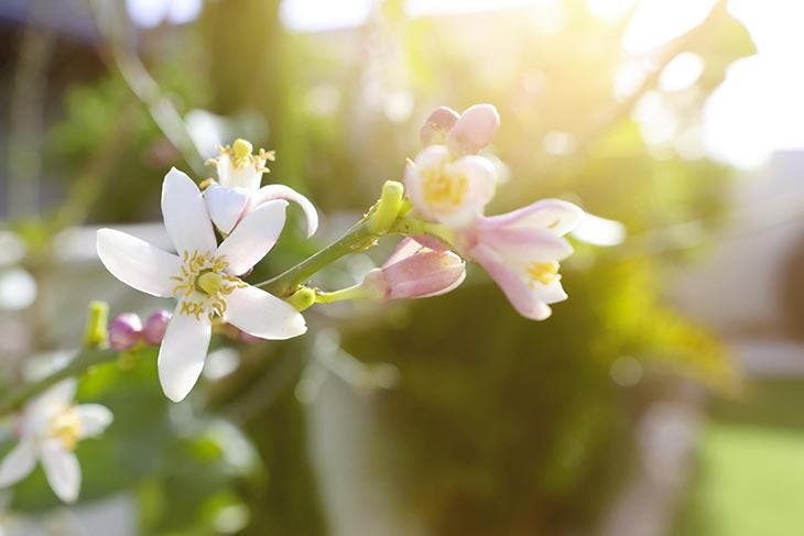 Limonero en flor