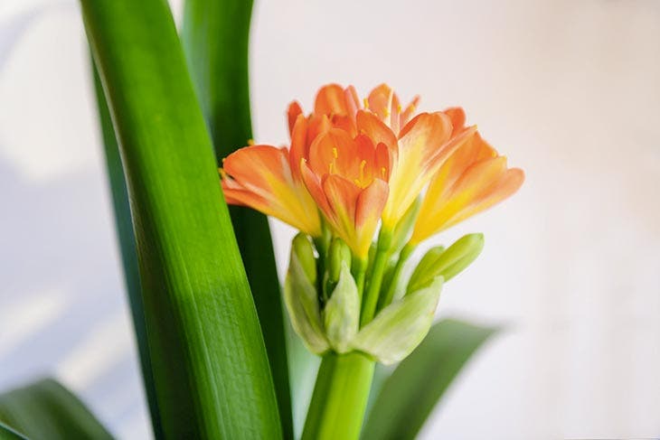 clivia in fiore