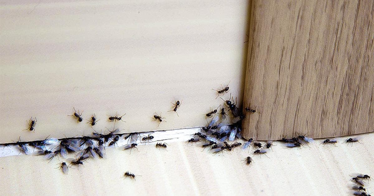 Fourmis dans la maison : 9 significations spirituelles