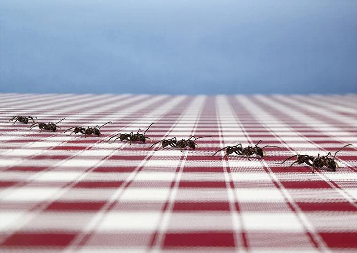 Hormigas en línea