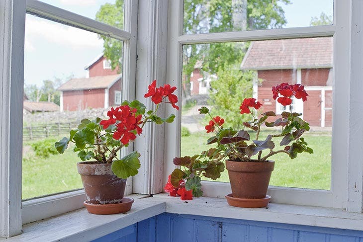 florist geraniums