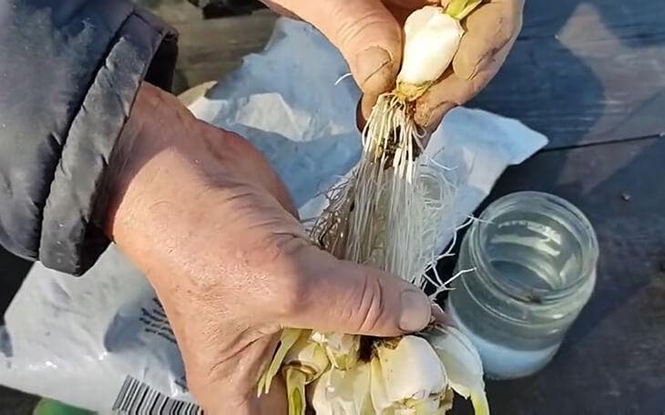Spicchio d'aglio con radici