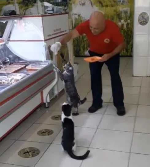 Ikram Korkmazer donne aux chats à manger1