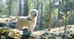 Il trouve un gros chien abandonné dans les bois et décide de l'adopter