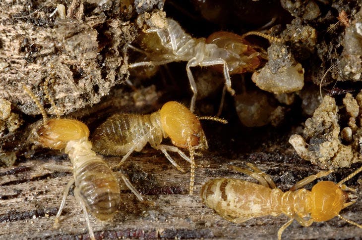 Invasione di termiti