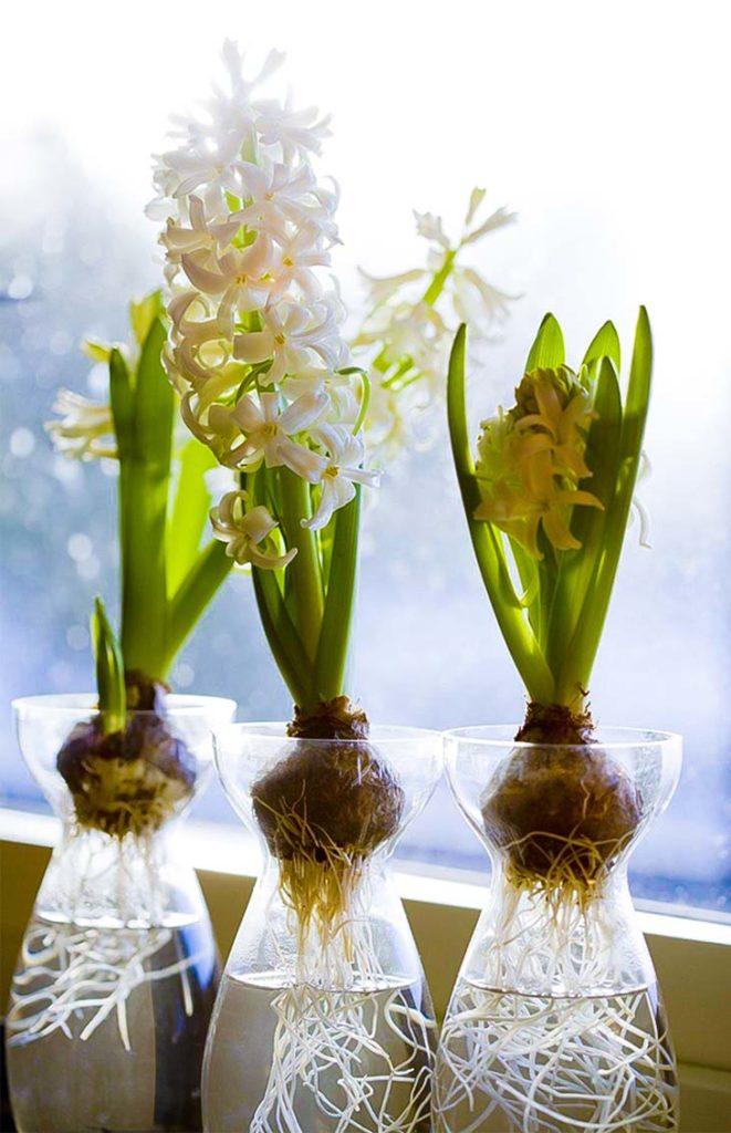 Tulipe dans l’eau comment la faire pousser les bulbes sans terreau — free download