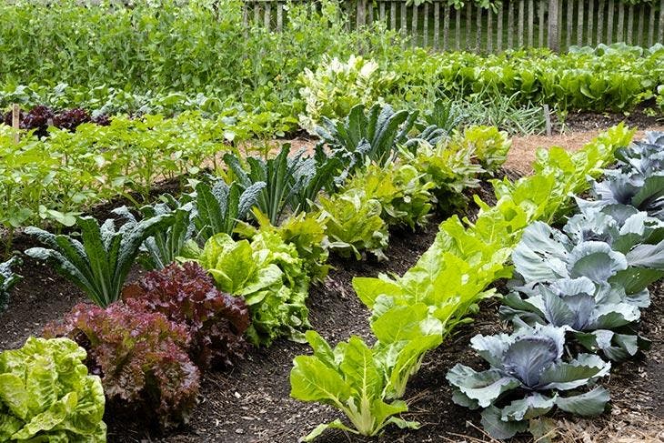 Vegetable patch