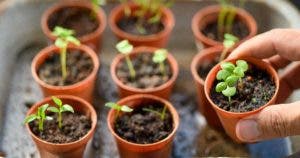 Jardinage -- 6 conseils pour réussir ses semis01