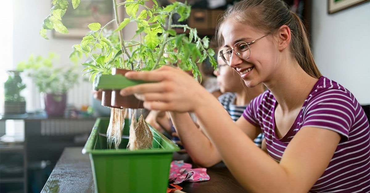 Jardinage - comment faire de la culture hydroponique à la maison