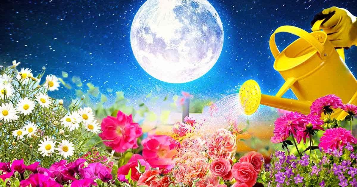 Jardiner avec la lune - le calendrier lunaire de février 2023_