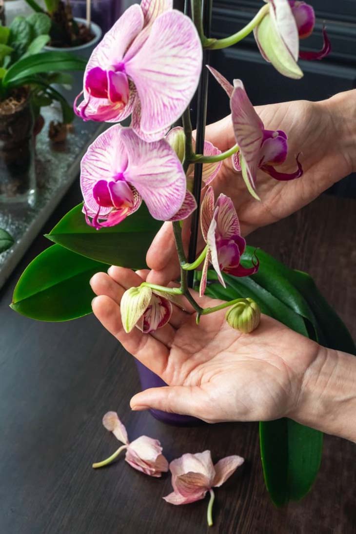Giovani boccioli di orchidea