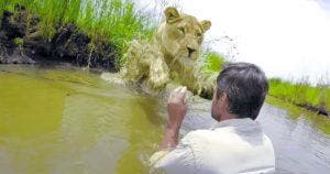 Kevin Richardson et les lions Sauvetage émotionnel et lien unique
