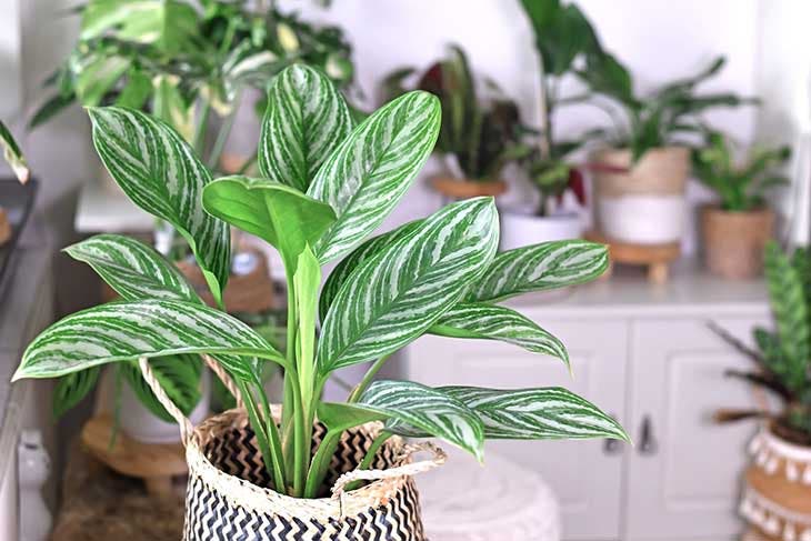 Mygdal Plantlam, la lampe- plante pour vos intérieurs sans fenêtre !